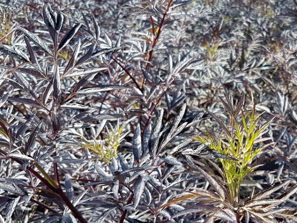 Sambucus nigra Black Lace Schwarzer Holunder